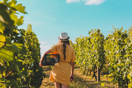 🍇 The Therapeutic Potential of Winery Pomace
