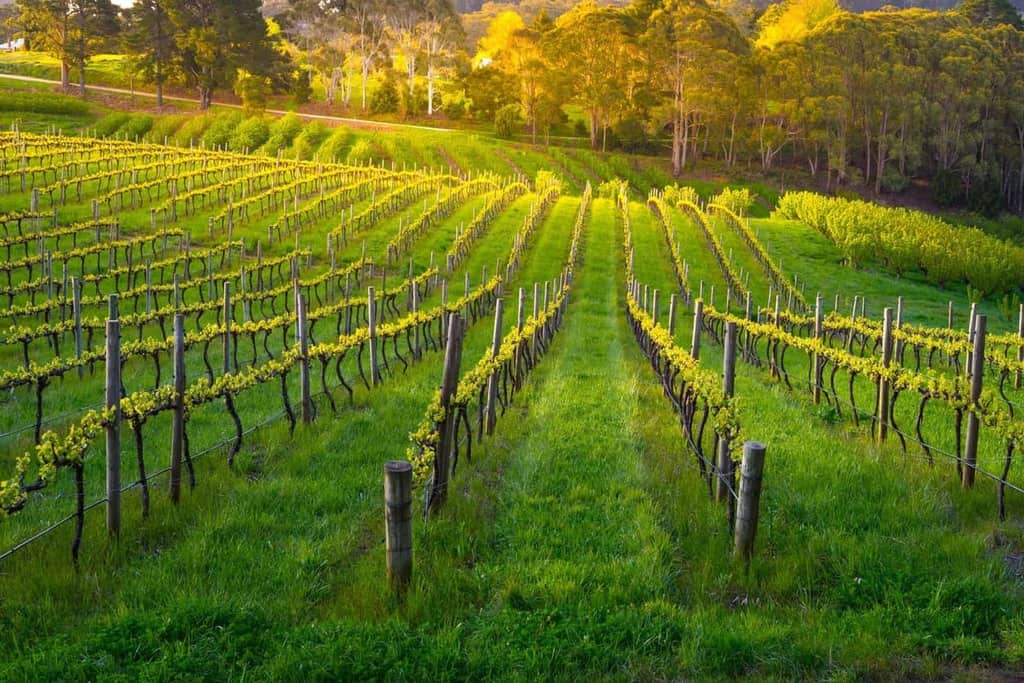 ♻️ A Second Life for Winery Waste Side-Stream