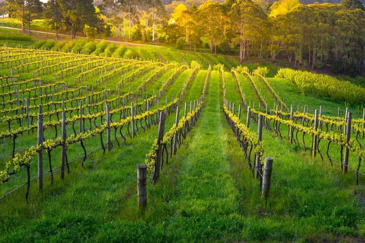 ♻️ A Second Life for Winery Waste Side-Stream