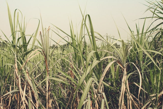 No, sugarcane fibre is not sugar.