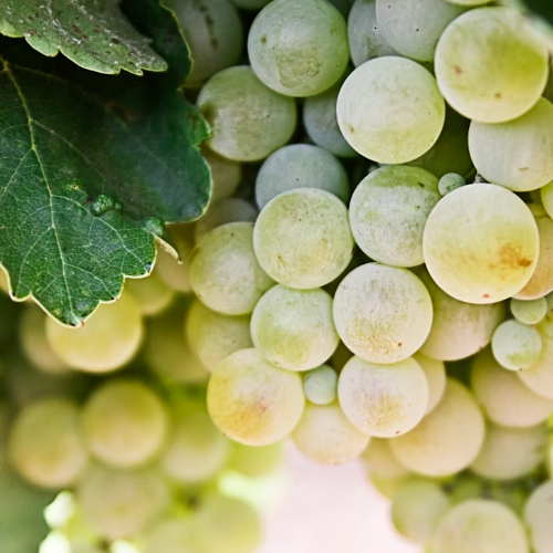 Chardonnay Grape Marc Fibre - Organic