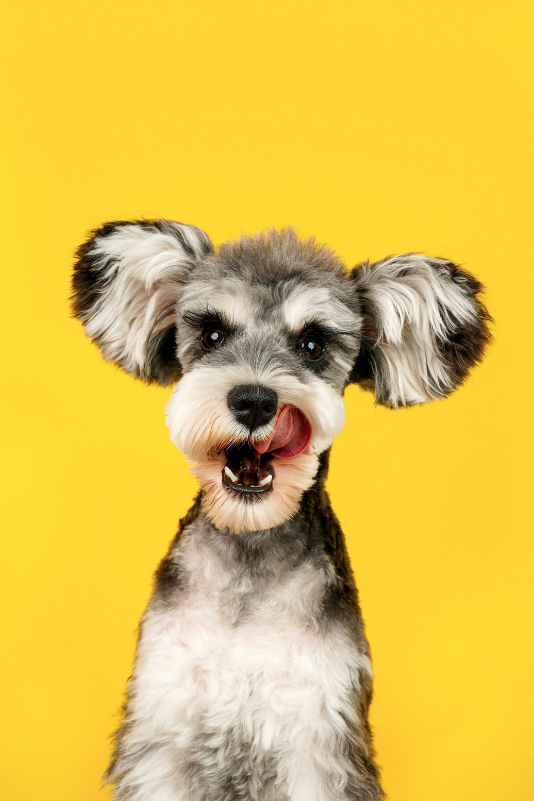 Why Your Dog's Gut Health Matters (And How to Support It)