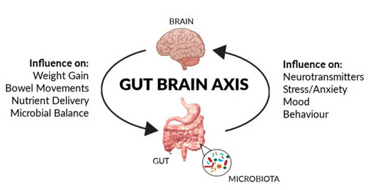 The gut-brain connection