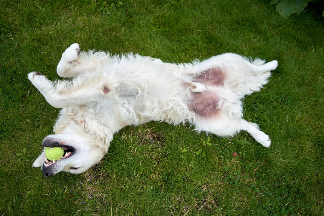 premium dog supplement 