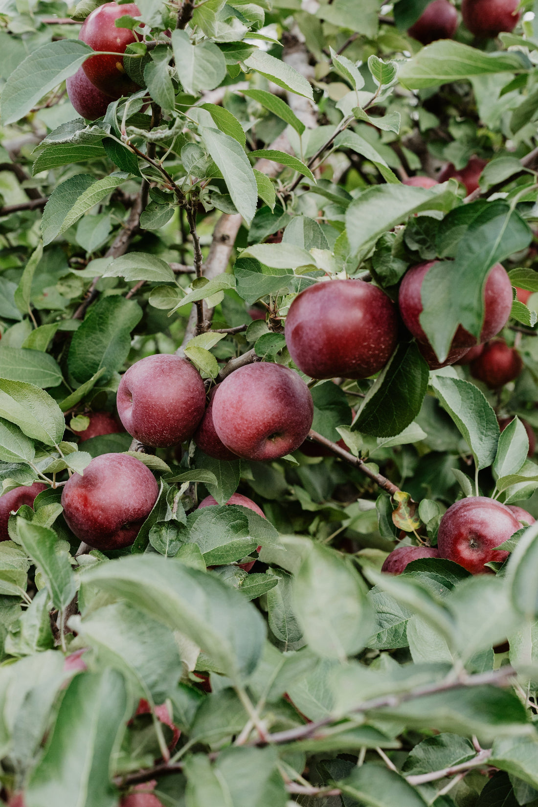 Ripe red apples on a tree, representing Extracta's upcycled apple powder ingredient