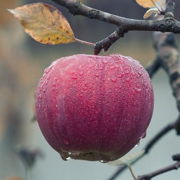 aussie apples