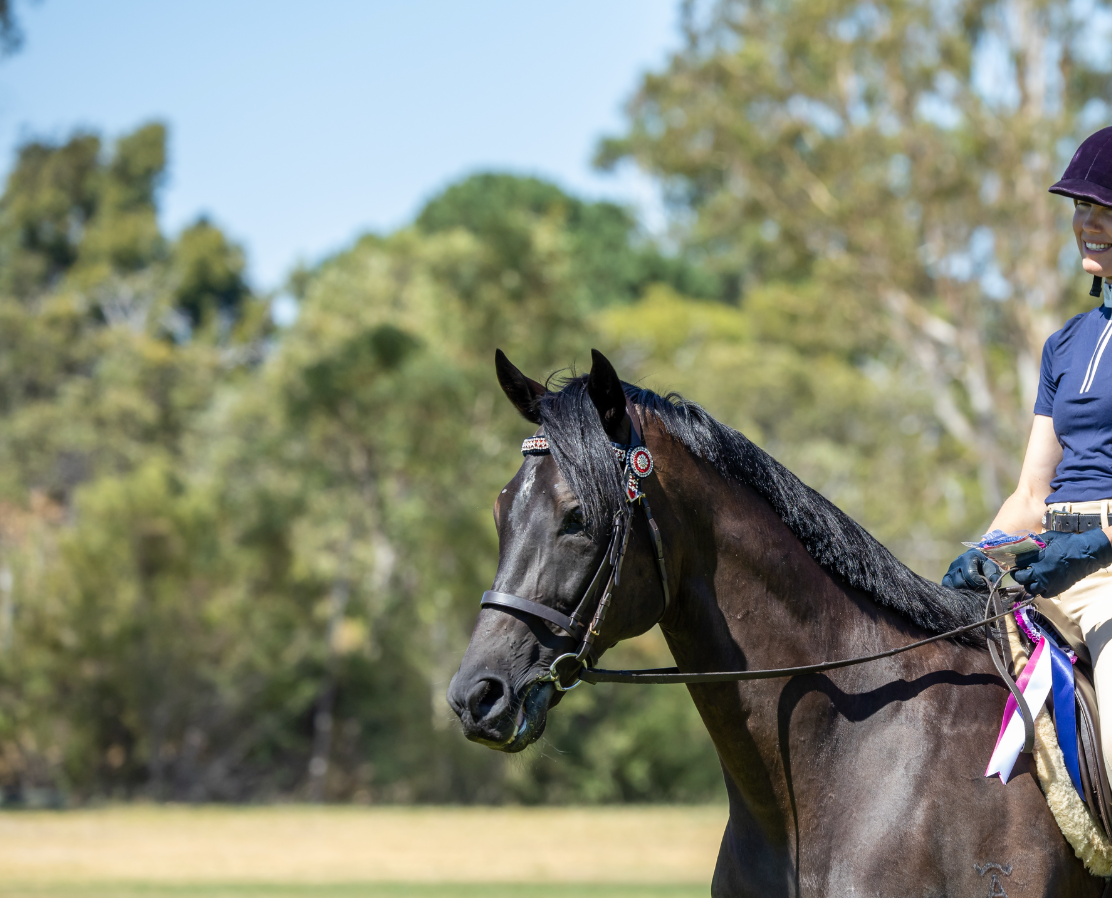 best horse supplement