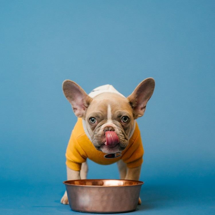 gut health for pets